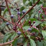 Fuchsia corymbiflora 果實
