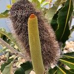 Banksia roburCvet