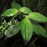 Aciotis rubricaulis Jani