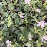 Sutera cordata Hoja