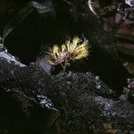 Zygia racemosa Flower