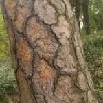Pinus tabuliformis Bark