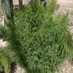 Artemisia biennis Frunză