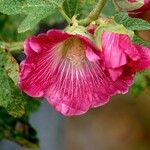 Alcea rosea Flower