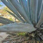 Agave tequilana Hostoa