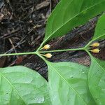 Cassipourea elliptica Levél