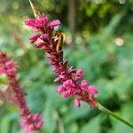 Bistorta amplexicaulis Floare