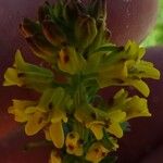 Barbarea bracteosa 花