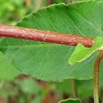 Fallopia baldschuanica Bark