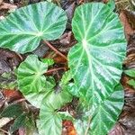 Begonia angularis पत्ता