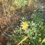 Lupinus arboreus Feuille