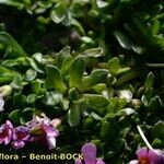 Androsace ciliata Mosusu