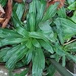 Digitalis ferruginea Leaf