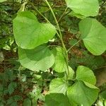 Cocculus carolinus Blad