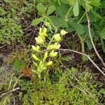 Baptisia bracteata Fleur