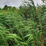 Phragmites australis Hábito