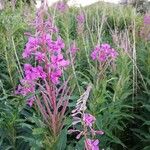 Epilobium angustifoliumFlower