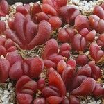 Glottiphyllum neilii Otro
