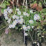 Symphyotrichum puniceum Flors