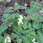 Dicentra canadensis Flor