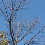 Bombax ceiba Habit