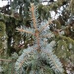 Picea pungens Deilen