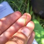 Festuca filiformis ഇല