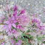 Allium unifolium Blüte
