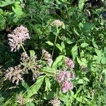 Eupatorium cannabinumFlower