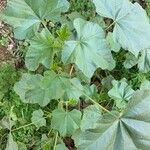 Malva setigera Blatt