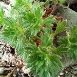 Saxifraga praetermissa Leaf