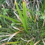 Iris foetidissima Leaf