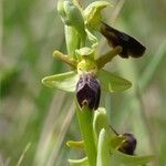 Ophrys × carquierannensis
