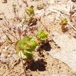 Lythrum borysthenicum Lapas