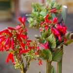 Russelia sarmentosa Квітка