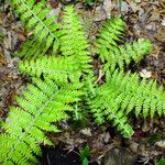 Polystichum braunii Libunga
