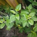 Croton flavens Bark