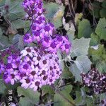 Pericallis aurita Blomst