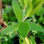 Spiraea × vanhouttei Leht