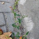 Chenopodium betaceum Кветка