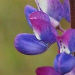 Lupinus bicolor Flor