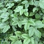Filipendula ulmariaLapas