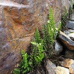 Polystichum orbiculatum ഇല