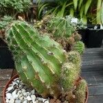 Echinopsis eyriesii چھال