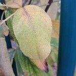 Staphylea pinnata Leaf