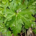 Ranunculus aconitifolius Blad