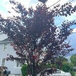 Prunus serrulata List