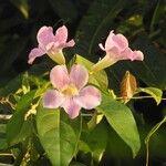 Cydista aequinoctialis Цвят