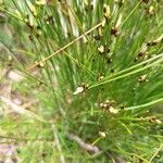 Oreojuncus trifidus 花