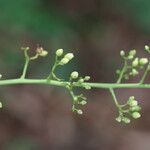 Sorindeia juglandifolia Floro